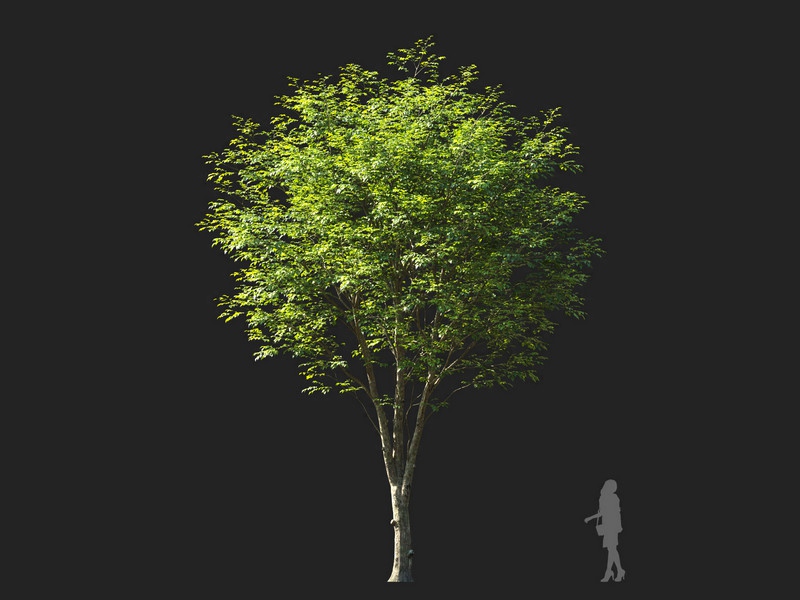 Maxtree - Plant Models Vol.114