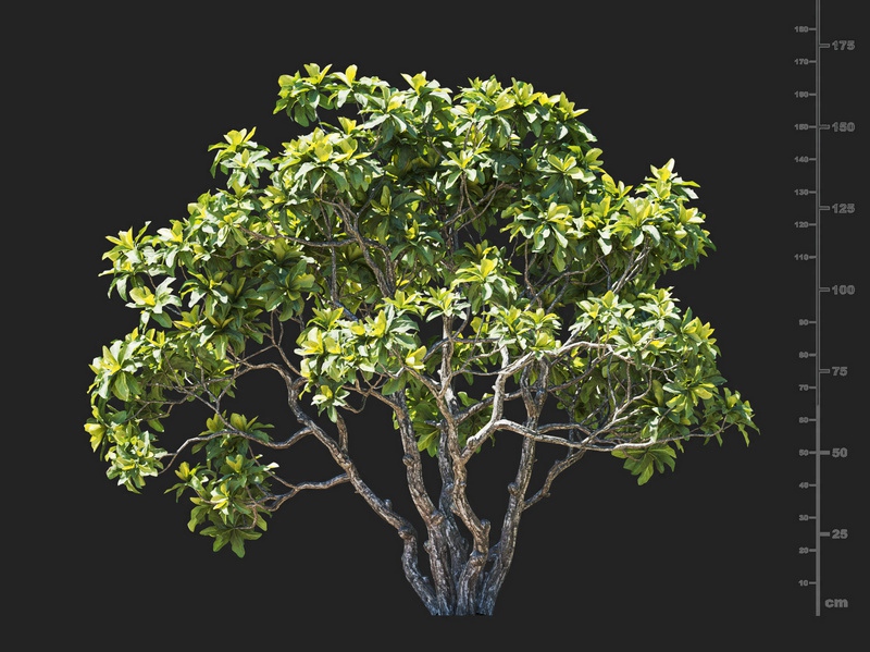 Maxtree - Plant Models Vol.112