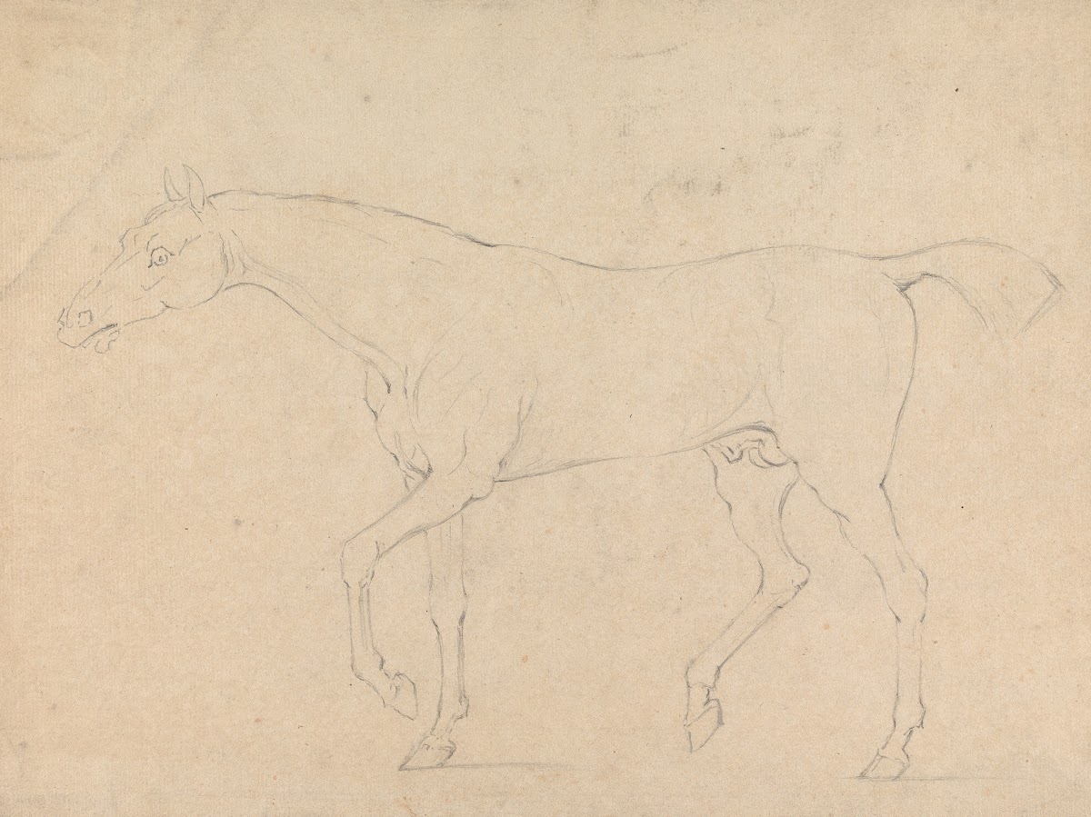 A Horse