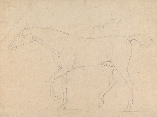A Horse