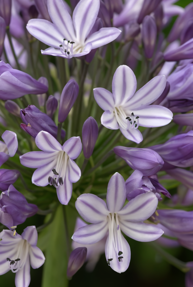 Agapanthus 'Megan's Mauve' in piena fioritura con eleganti ombrelle viola