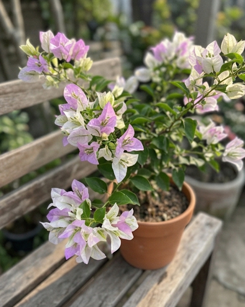 Imported Romeo Juliet Bougainvillea Plant