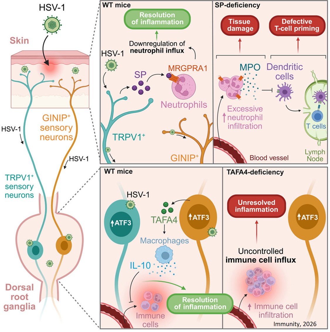 Sensory neuron production of substance P and TAFA4 promotes disease tolerance during viral infection