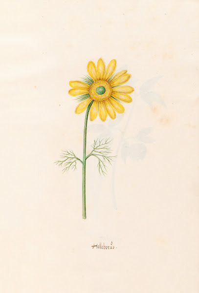 Helleborüs 1692