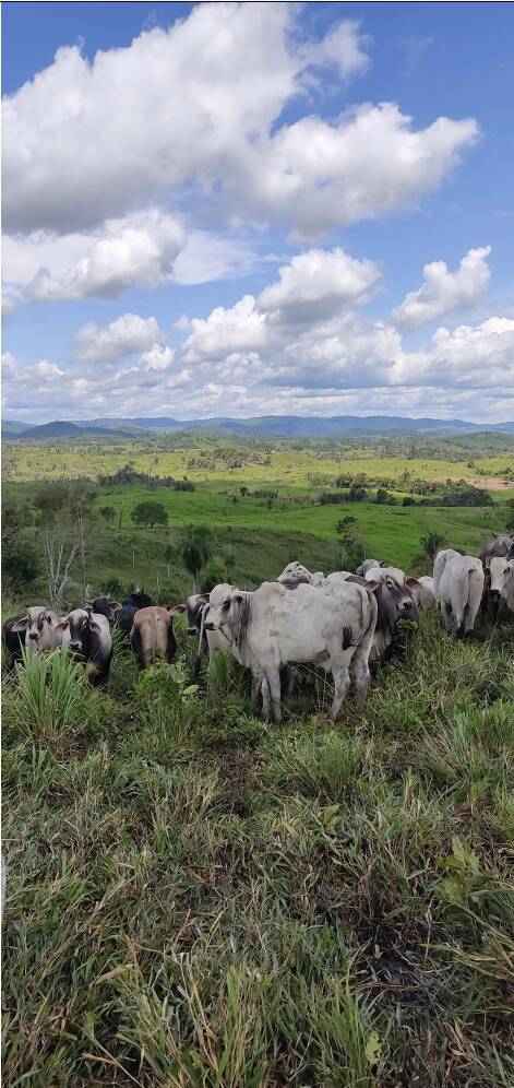 Fazenda em Ourilândia do Norte-PA 5