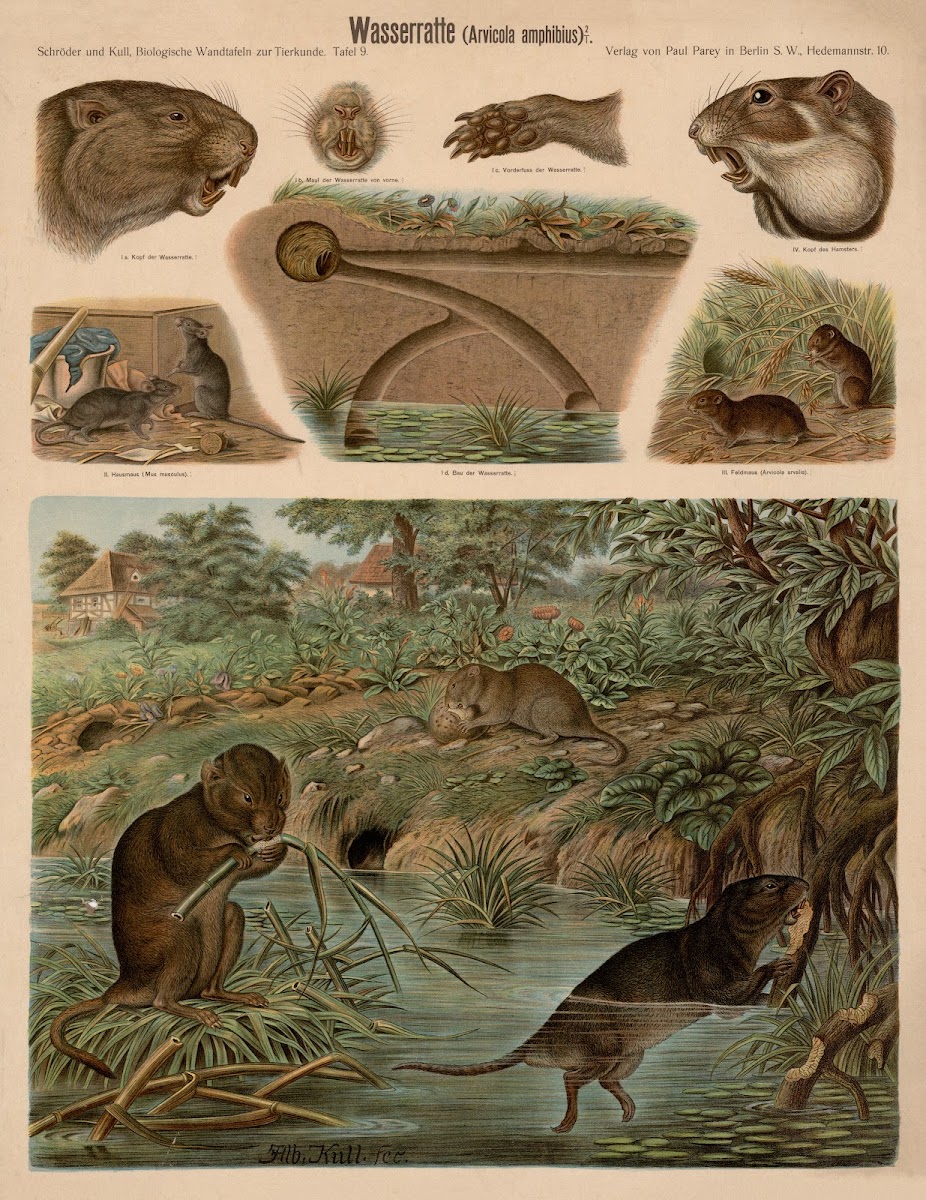 Water vole Arvicola amphibius