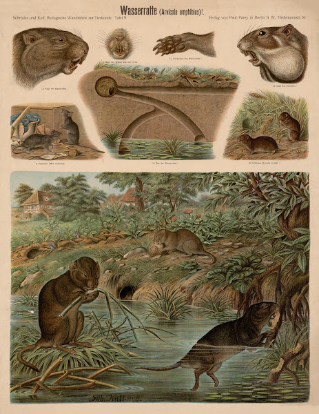 Water vole Arvicola amphibius