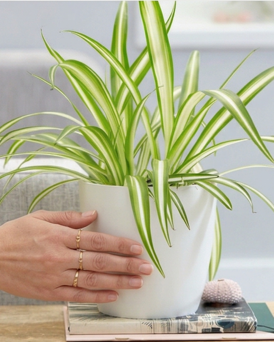 Spider Plant — view 6
