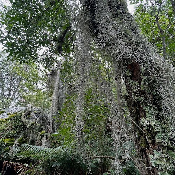 Trek a Los Chorros y Bosque de Tabaquillos