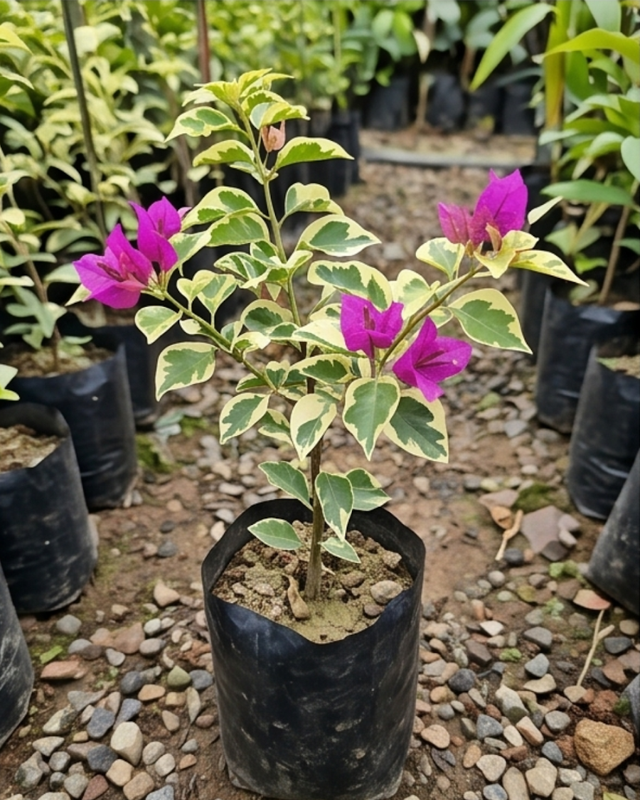 Imported Purple Star Variegated Bougainvillea Plant — view 3
