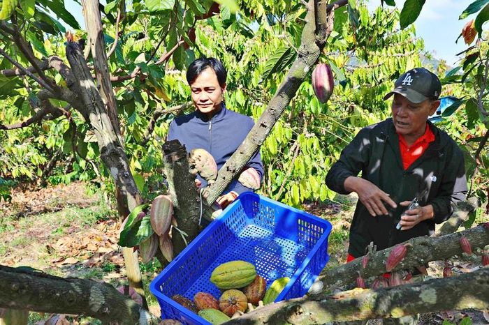 Ca cao - 'Quả ngọt' mới trên vùng đất khó Đam Rông - Báo Lâm Đồng
