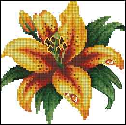 CMP 170237 Yellow Lily