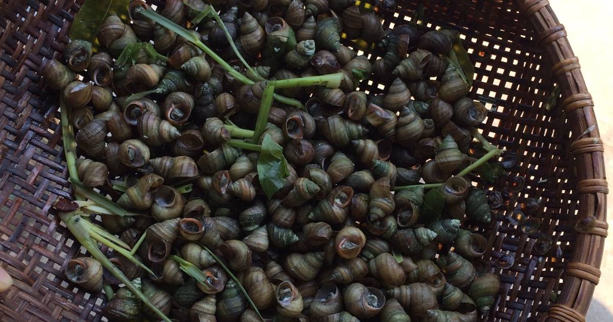 Ốc cái luộc (ốc ruộng)