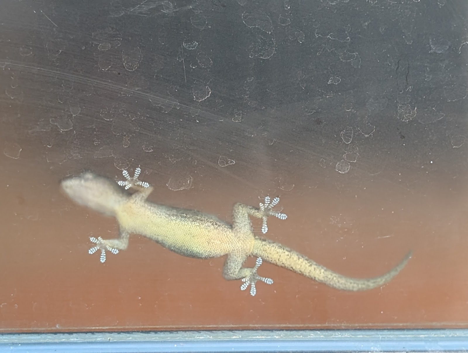 A view of a piece of glass with a gecko on the side opposite
                 the viewer, the complexeties of the foot pads that make this
                 gravity defiance possible are on full display