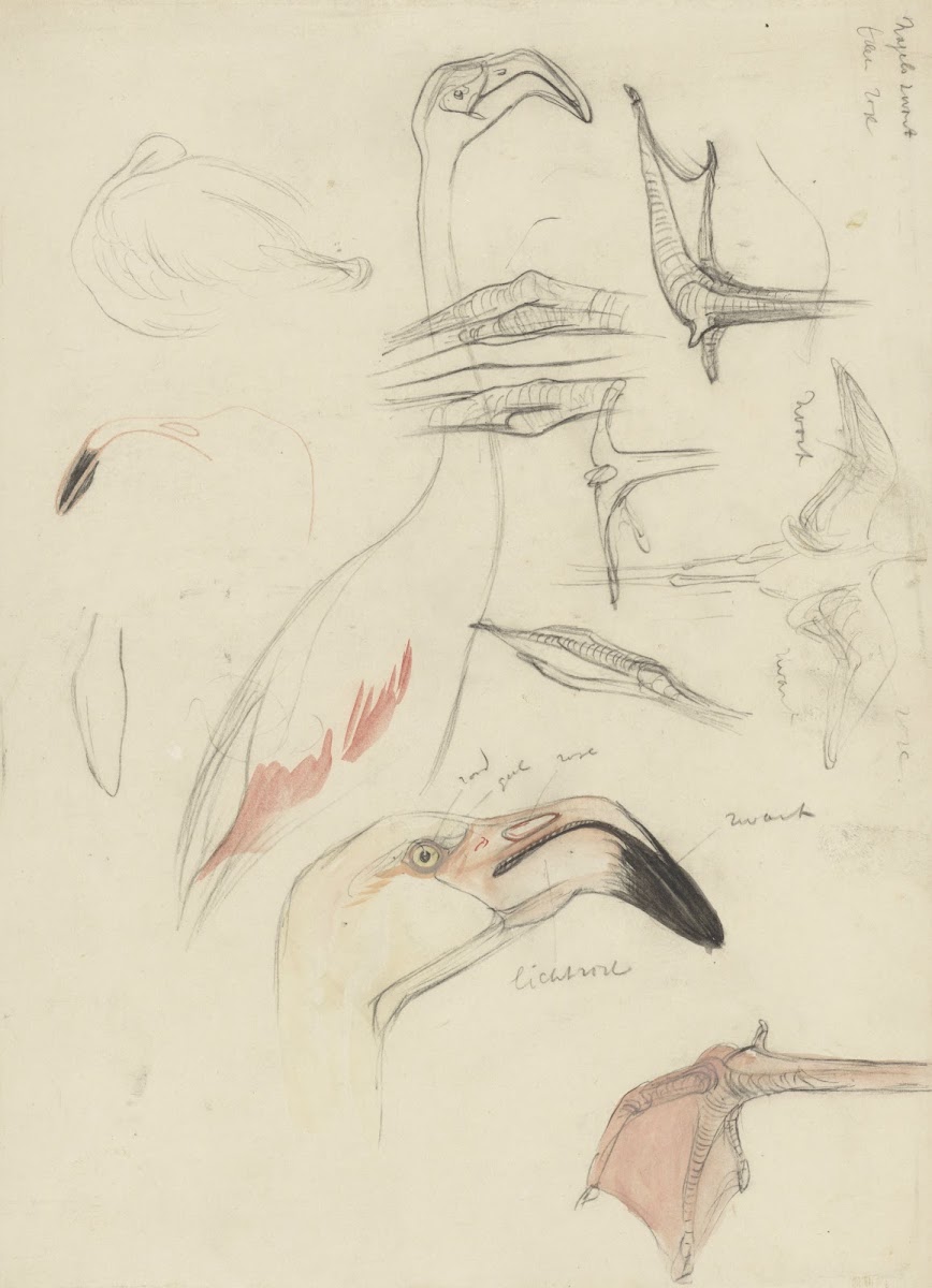 Studies van een flamingo 1873   1917