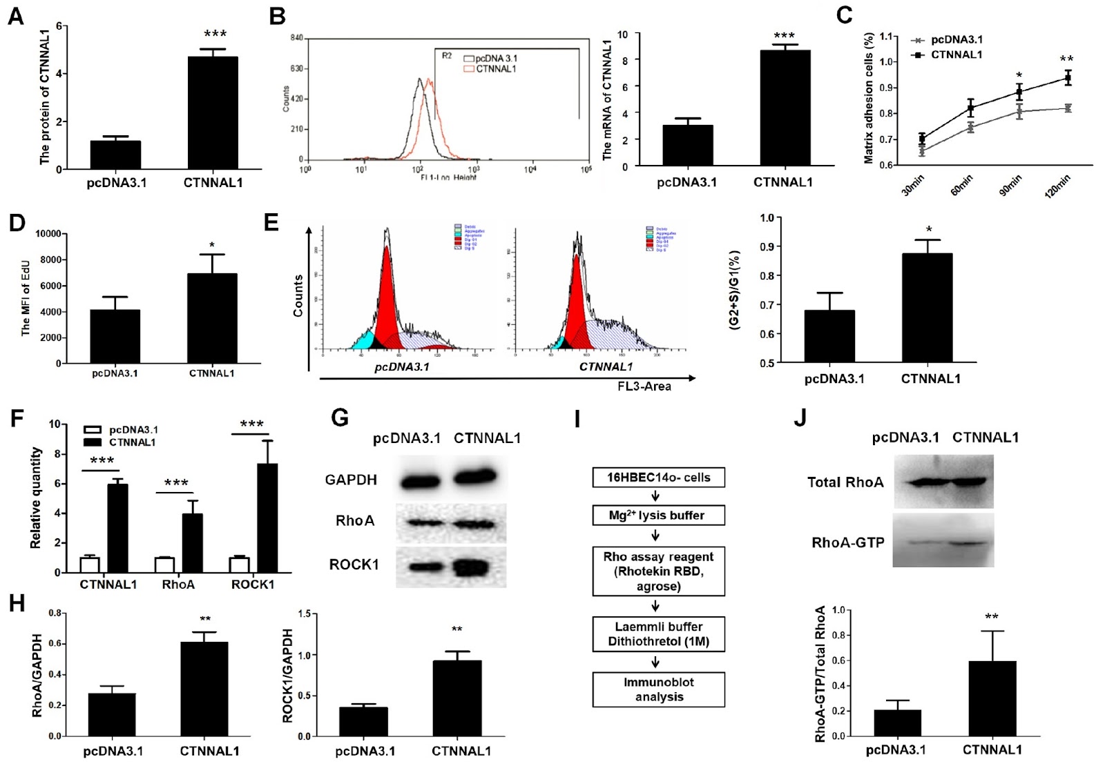 CTNNAL1 promotes the structural integrity of bronchial epithelial cells through the RhoA/ROCK1 pathway