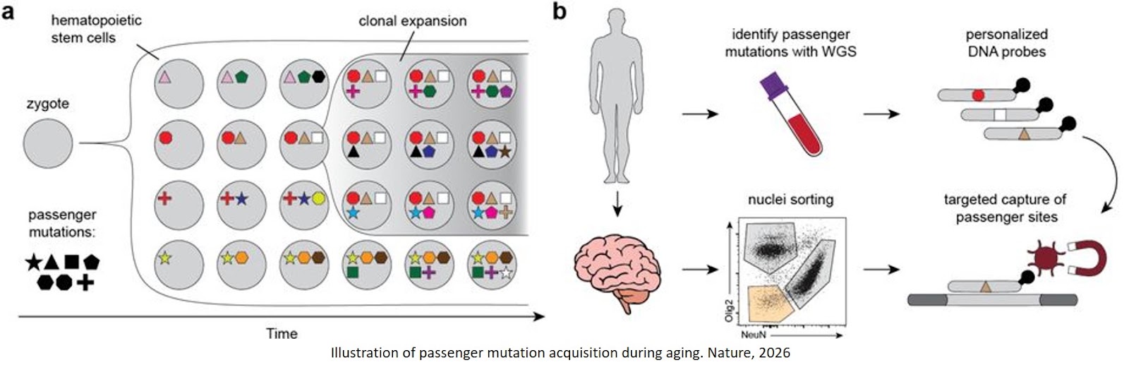 Somatic mutations reveal the ontogeny of human microglia