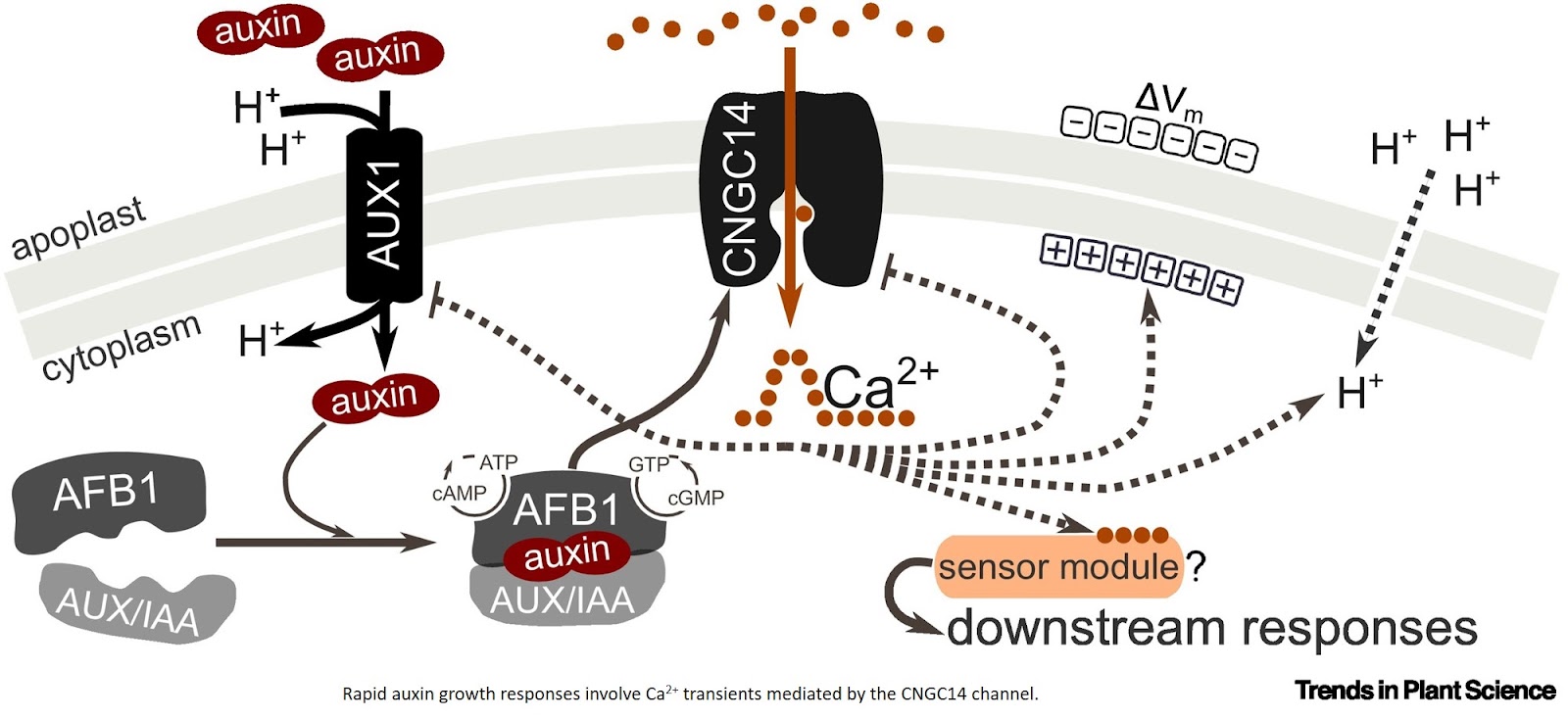 Auxin–calcium signaling crosstalk in plants