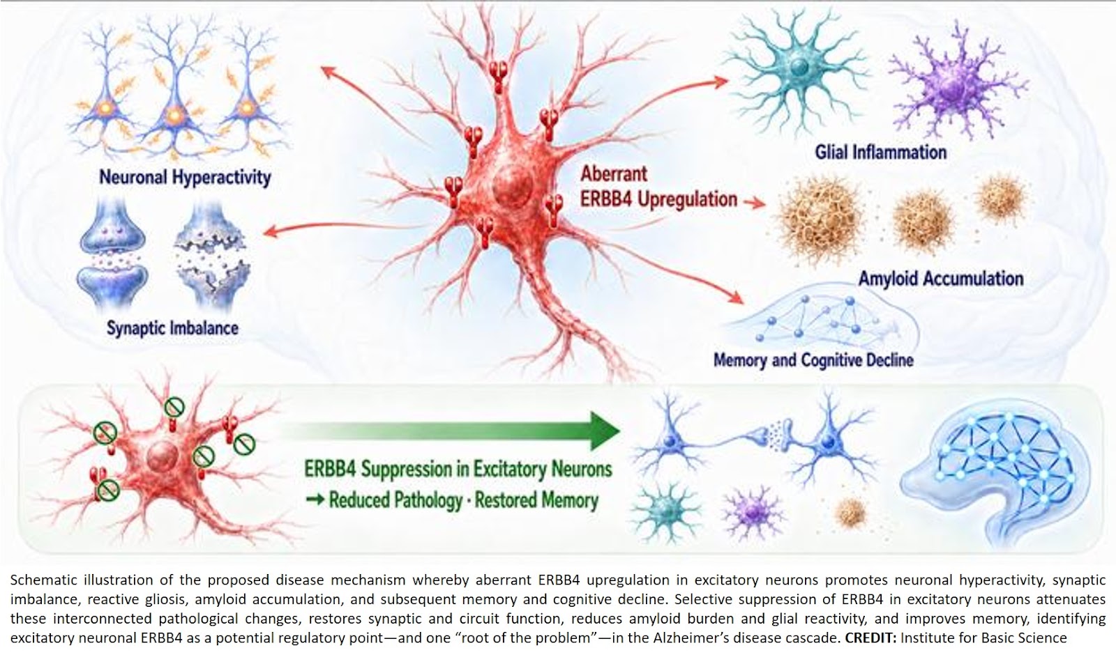 Aberrant excitatory neuronal ERBB4 promotes Alzheimer’s disease pathology