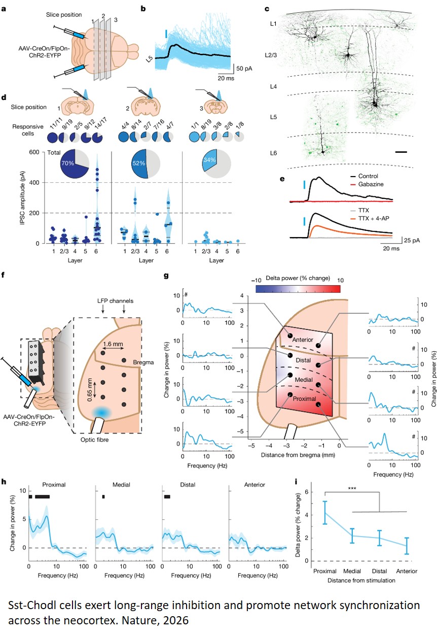 Cortical neurons involved in sleep identified!