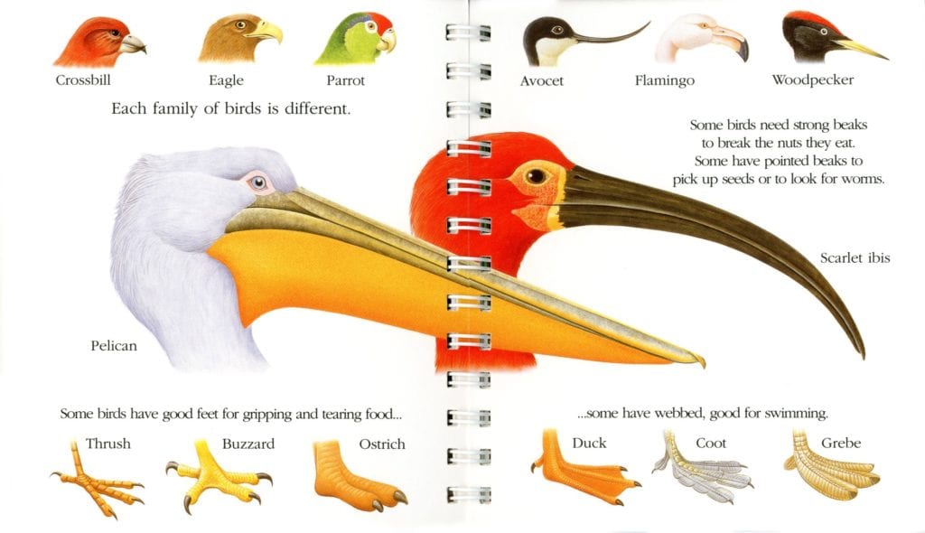 Birds [PO] - thumbnail 2