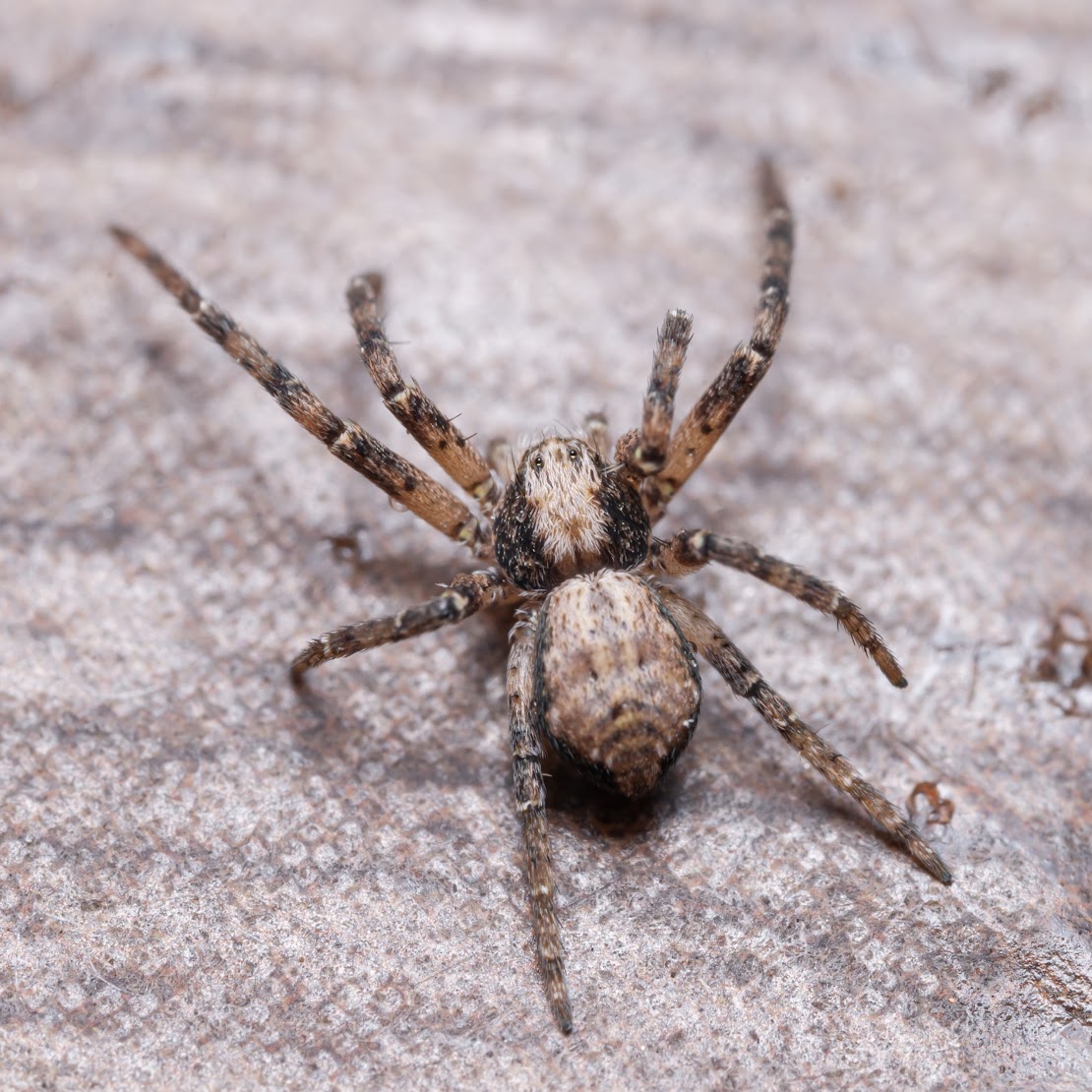 Philodromus sp.