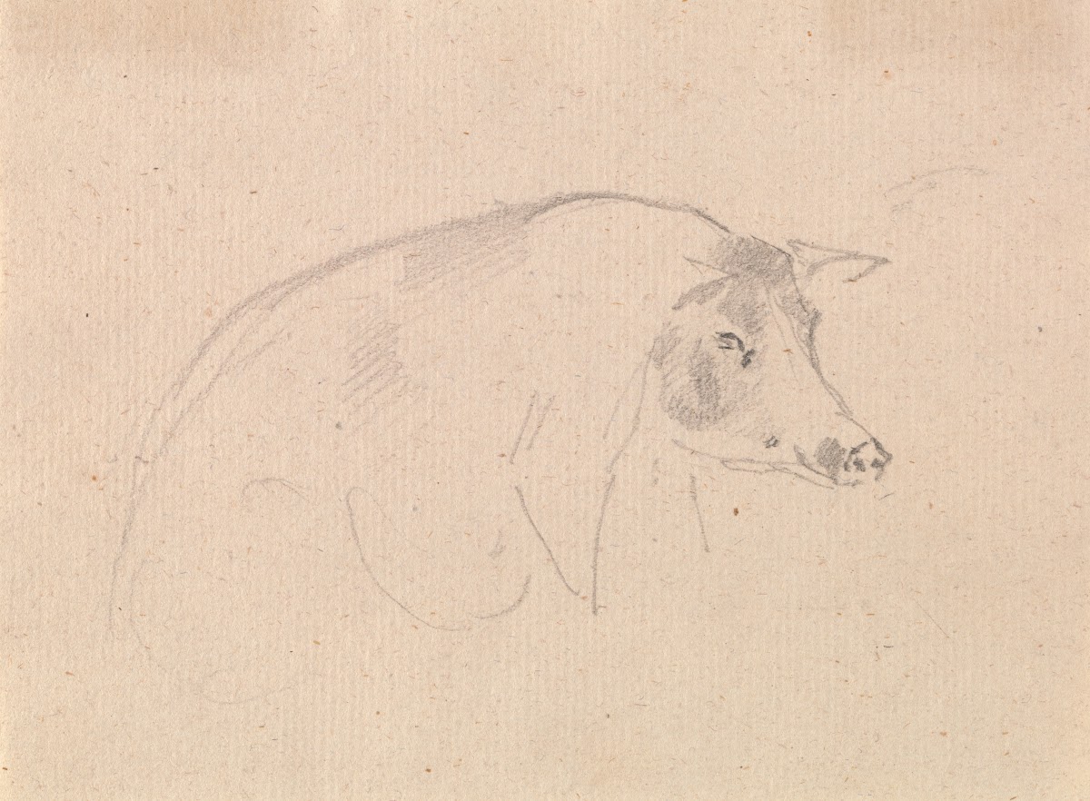 Study of a pig