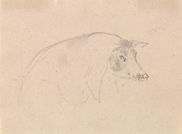 Study of a pig