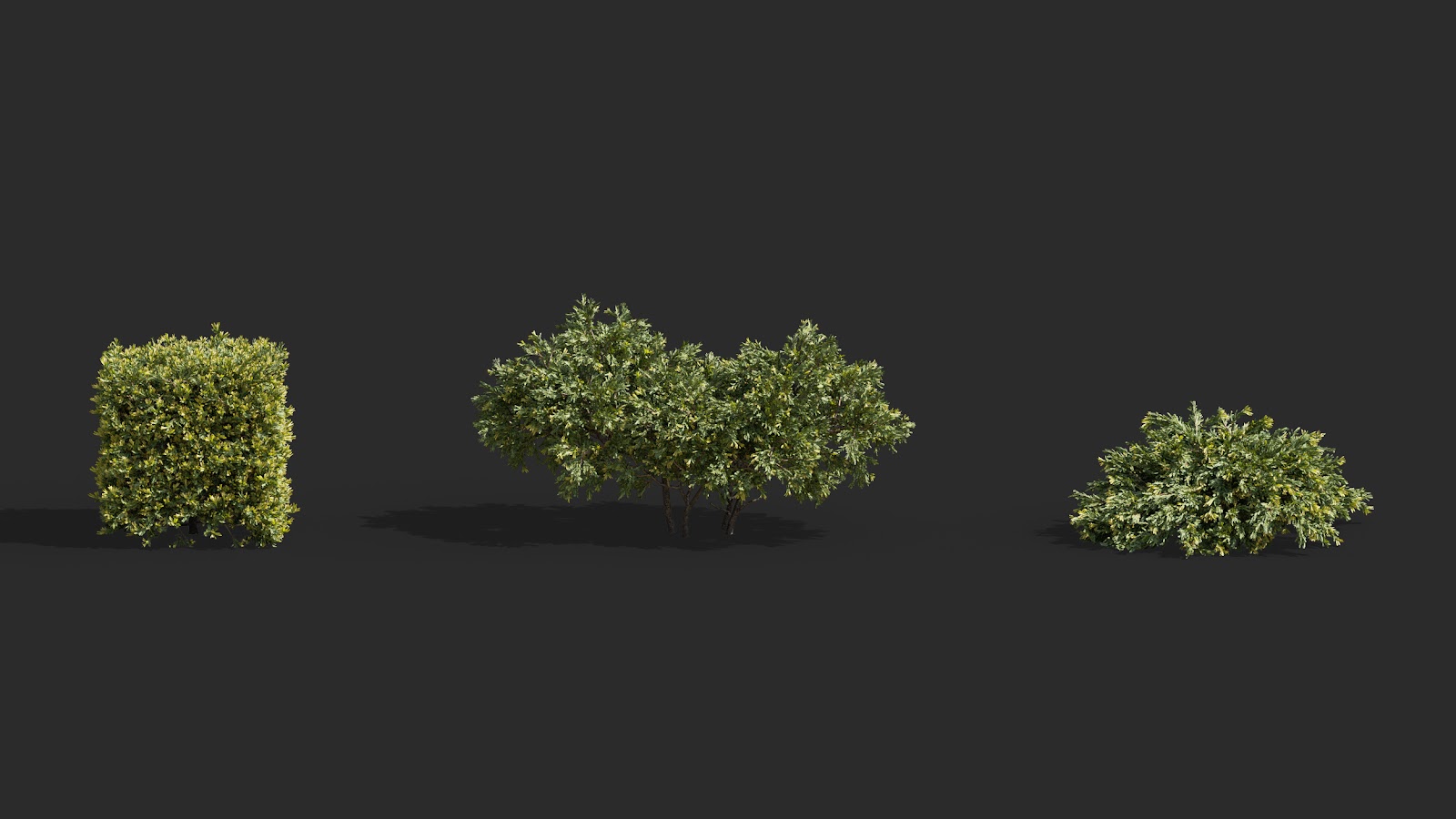 Maxtree - Plant Models Vol.63