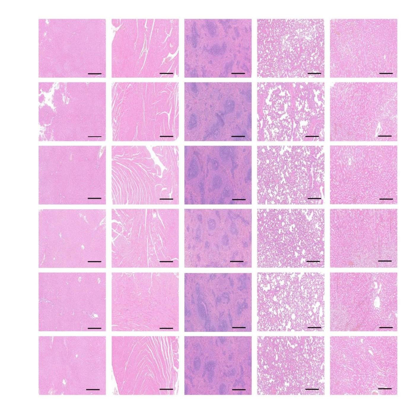 Effect and Mechanism of Cuttlebone/Bovine Serum Albumin Photocrosslinked Hydrogel on Promoting Bone Healing