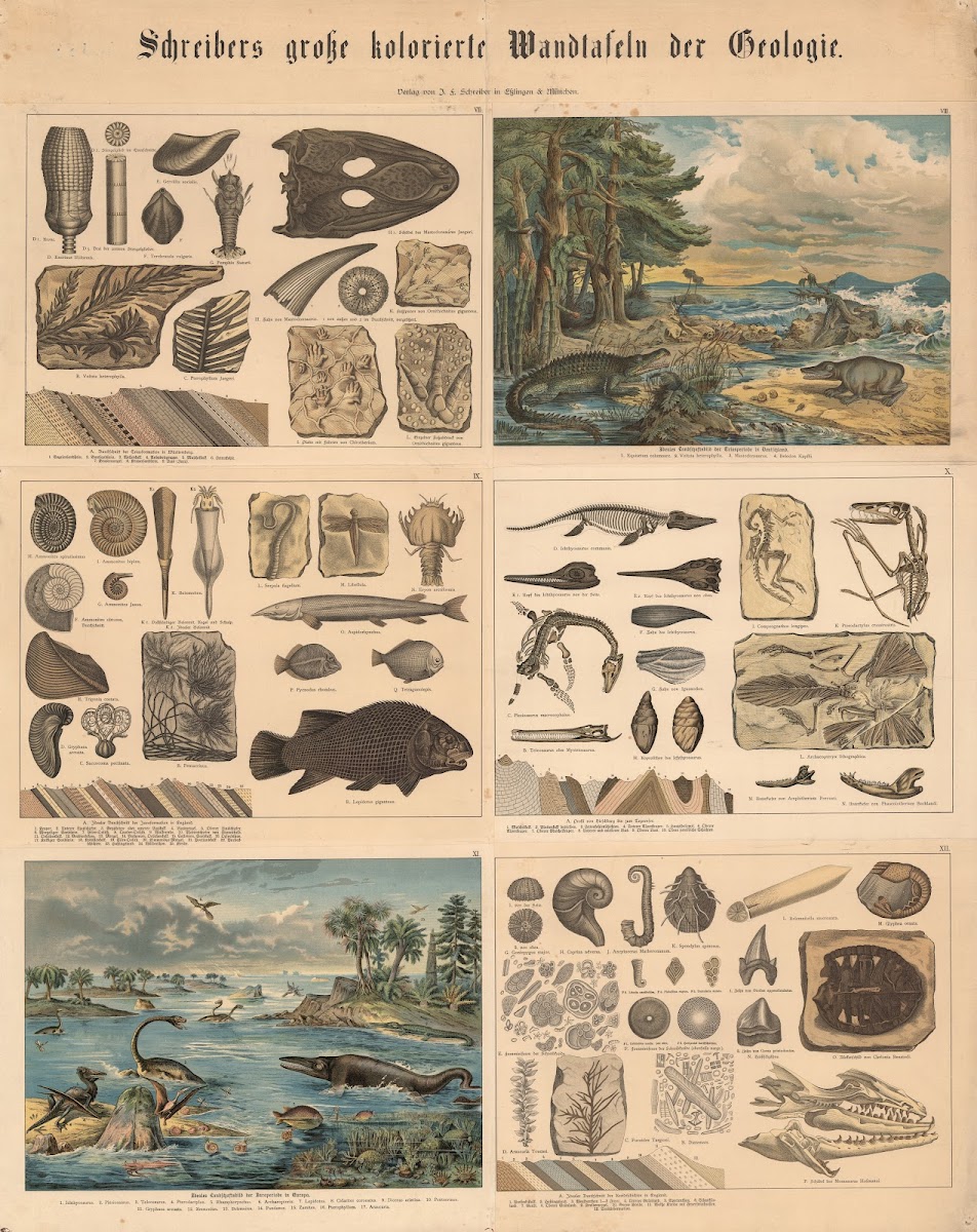 Animal and plant life 1885