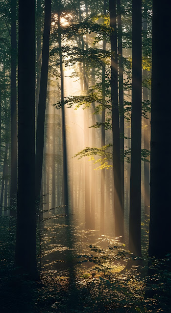 Forest Dawn Sunbeams Mist - Free mobile Wallpaper