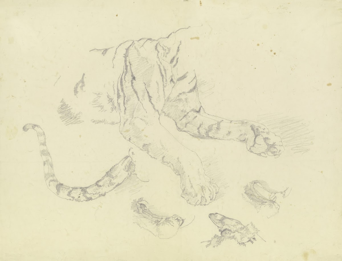 A Tiger Ca 1831 1840