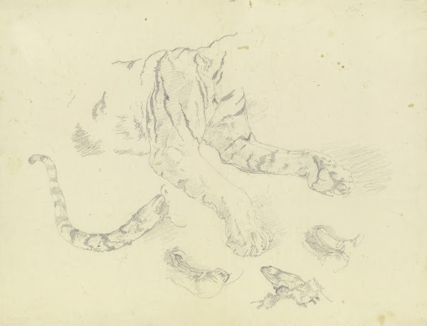 A Tiger Ca 1831 1840