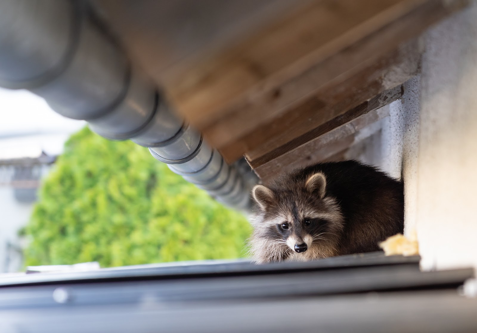 軒下にいるアライグマのイメージ写真