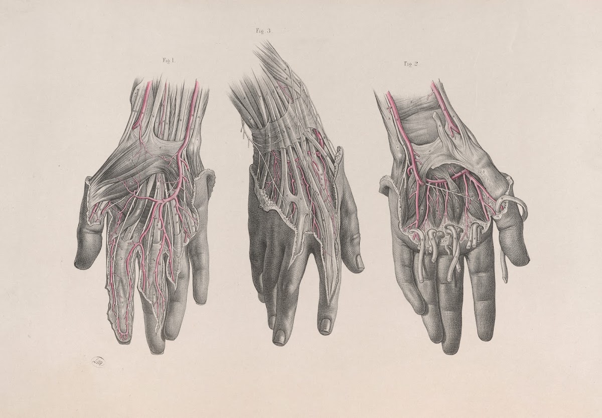 Surgical anatomy Pl13 1856
