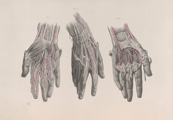 Surgical anatomy Pl13 1856