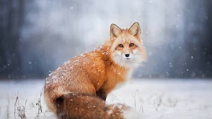 Fox Wallpaper
