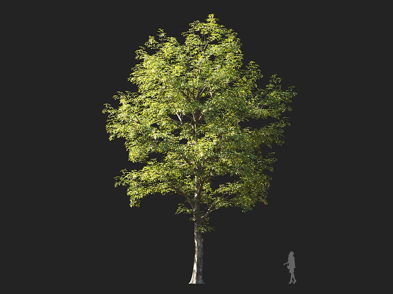 Maxtree - Plant Models Vol.132