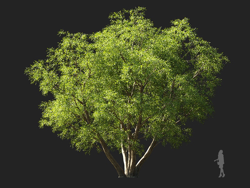 Maxtree - Plant Models Vol.132