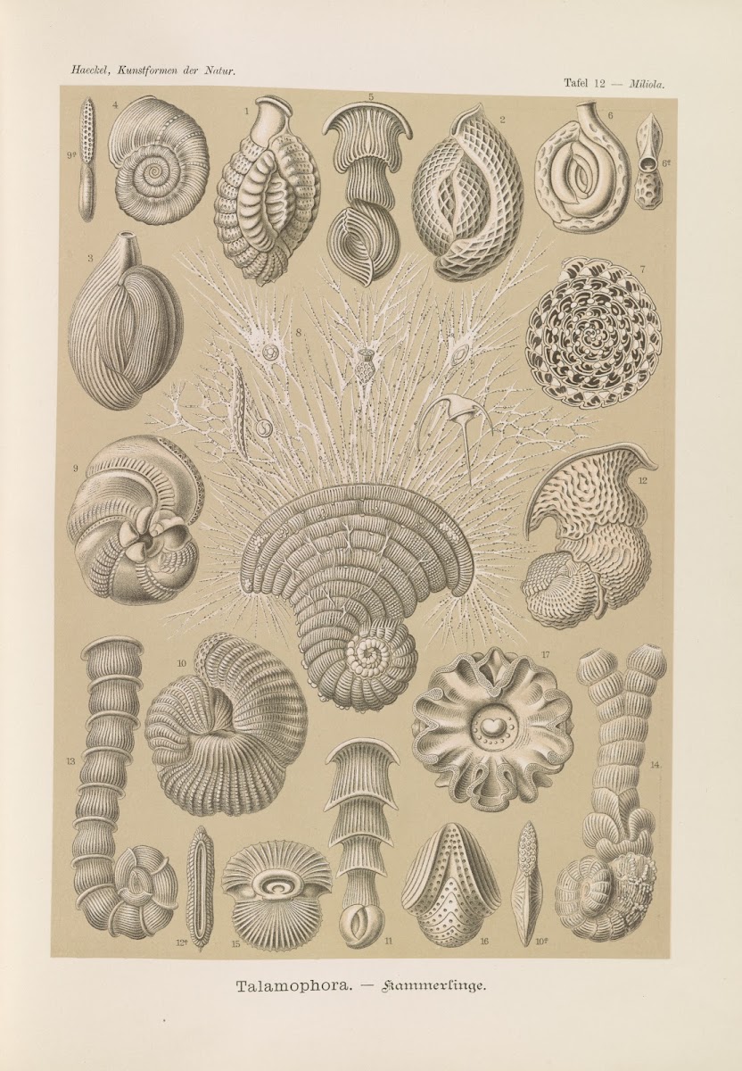 Talamophora  Kammerlinge 1904