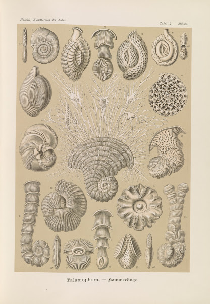 Talamophora  Kammerlinge 1904