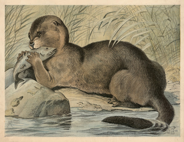 Odder 1892