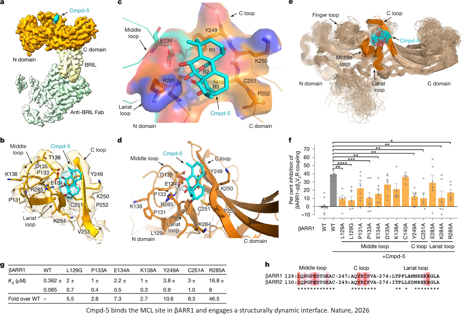 Small-molecule modulation of β-arrestins
