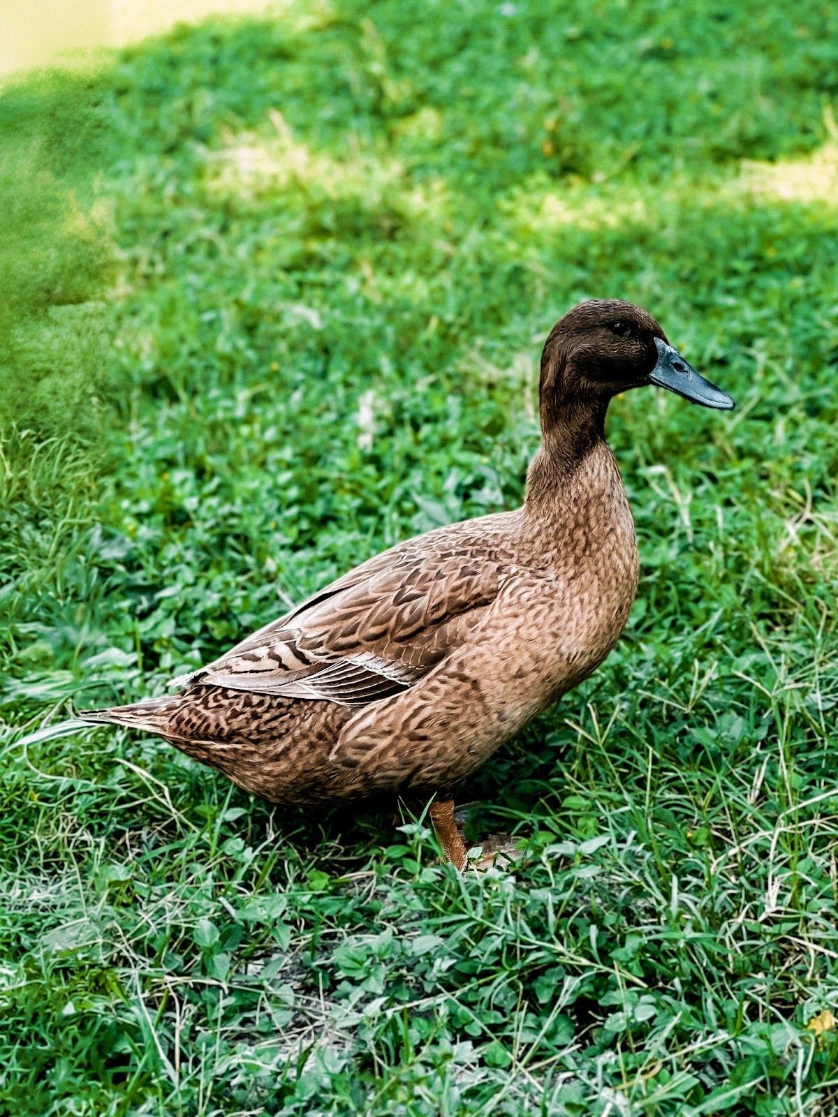 Khaki Campbell Duckling