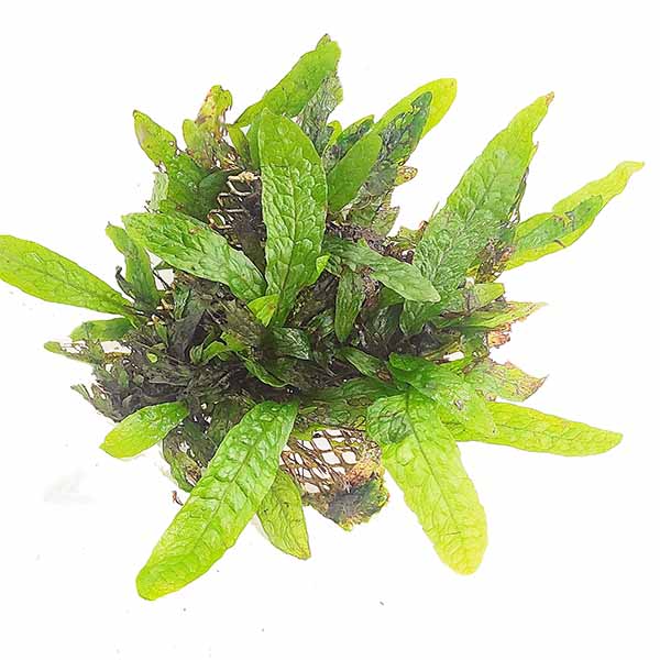 Microsorum pteropus ‘Green Gnome