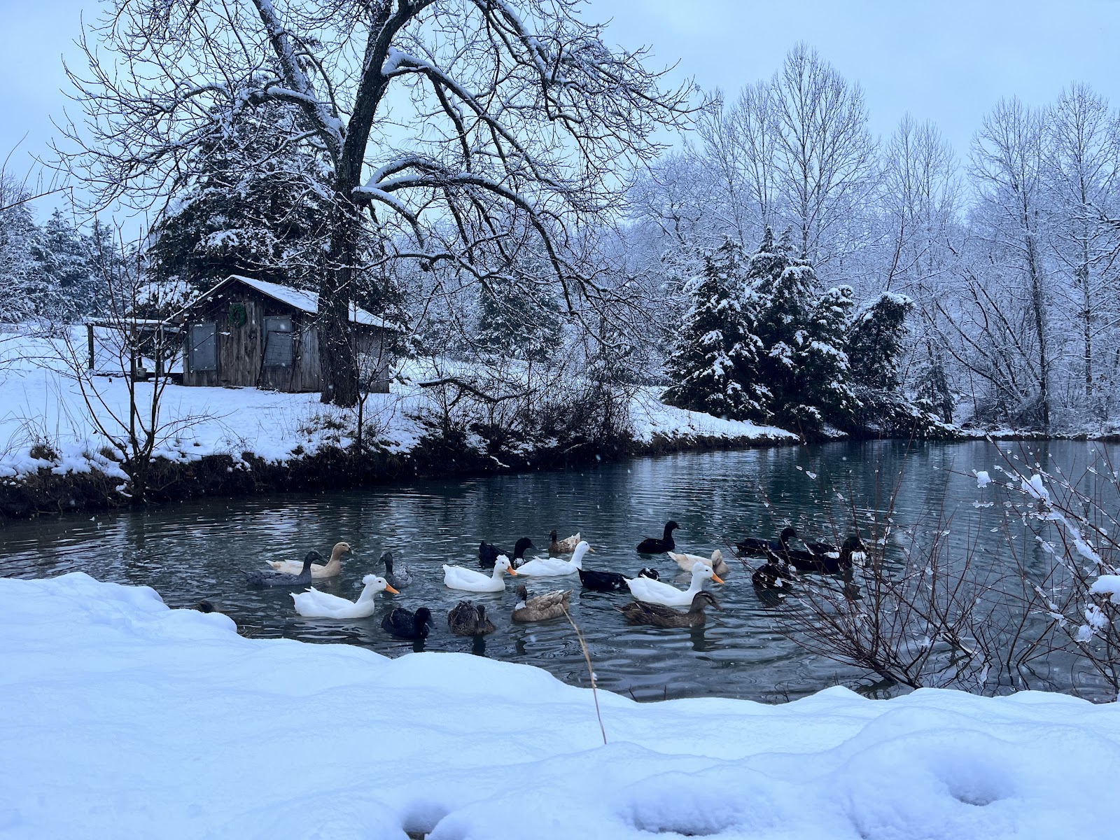 Cayuga Duckling, Mixed Ducklings