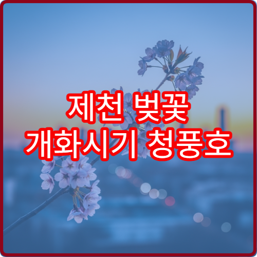 제천 벚꽃 개화시기 청풍호 벚꽃 절정 시기