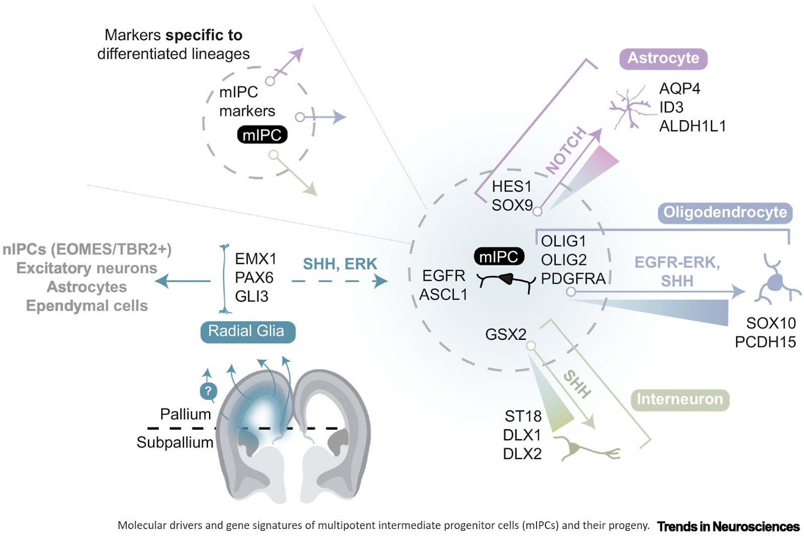 Multipotent intermediate progenitors!