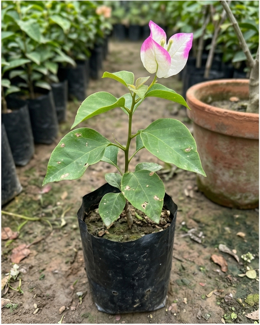 Imported Bidadari Lipstick Bougainvillea Plant — view 2